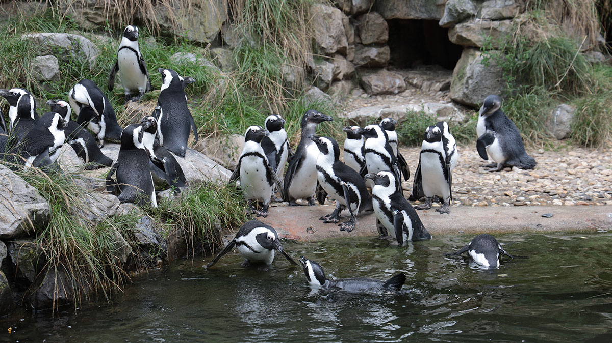 Zwartvoetpinguin